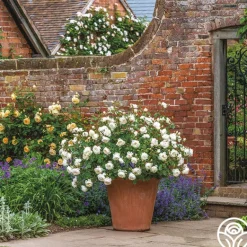 Heirloom Roses Desdemona