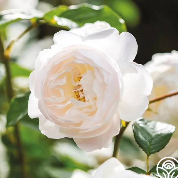 Heirloom Roses Desdemona