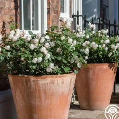 Heirloom Roses Desdemona