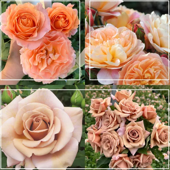 Heirloom Roses Desert Tones Bouquet Collection Online