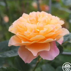 Heirloom Roses Desert Tones Bouquet Collection Online