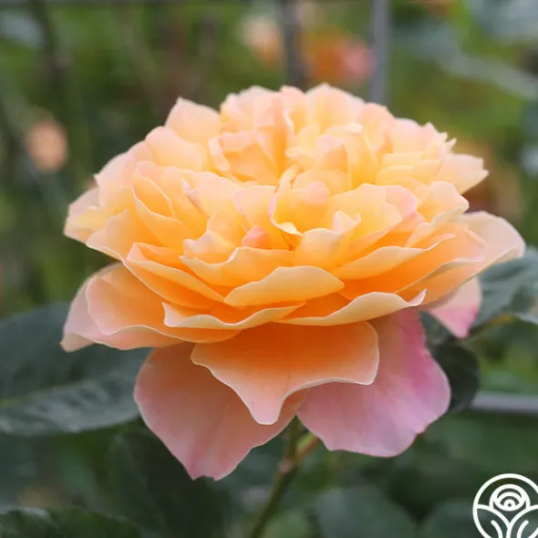 Heirloom Roses Desert Tones Bouquet Collection Online