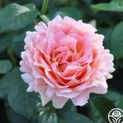 Heirloom Roses Desert Tones Bouquet Collection Online