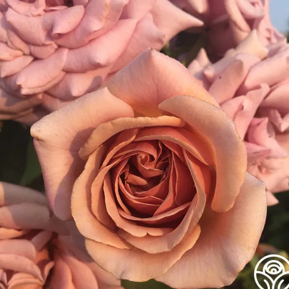 Heirloom Roses Desert Tones Bouquet Collection Online