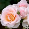 Heirloom Roses Desirée™