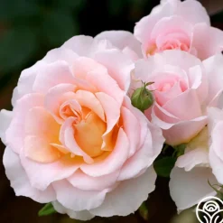 Heirloom Roses Desirée™