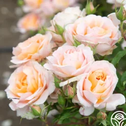 Heirloom Roses Desirée™