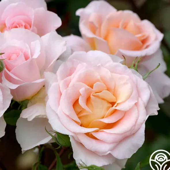 Heirloom Roses Desirée™