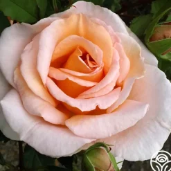 Heirloom Roses Desirée™