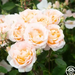 Heirloom Roses Desirée™