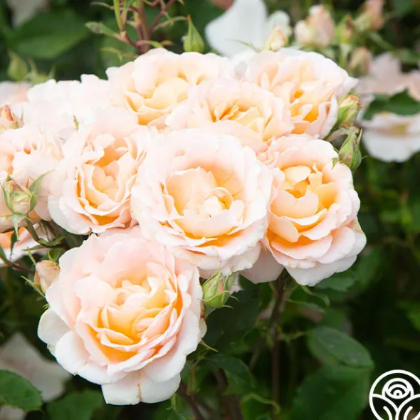 Heirloom Roses Desirée™