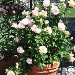 Heirloom Roses Desirée™