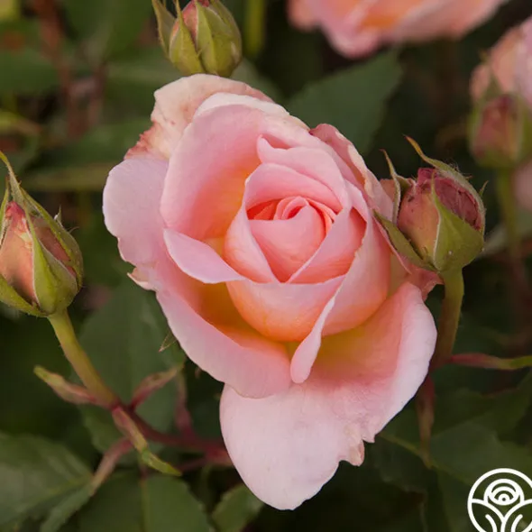 Heirloom Roses Desirée™