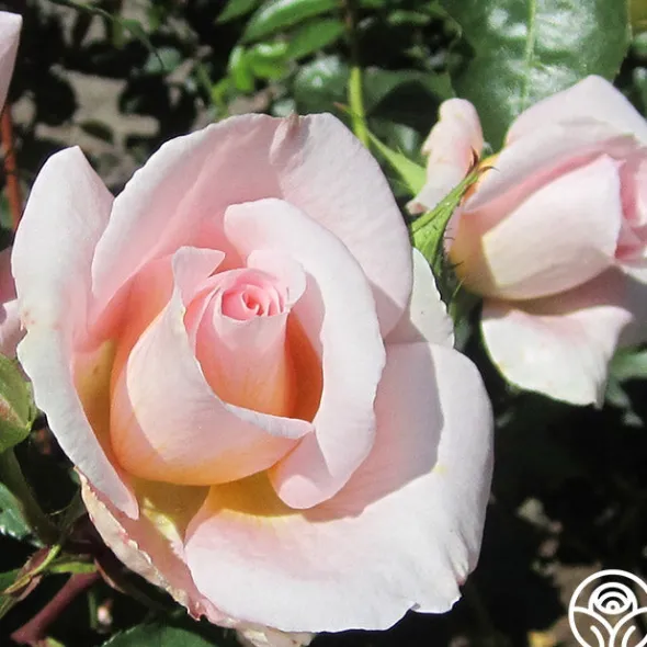 Heirloom Roses Desirée™