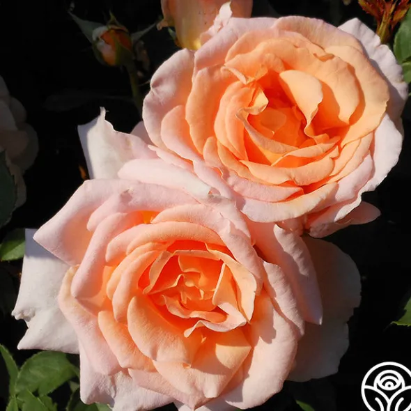 Heirloom Roses Desirée™