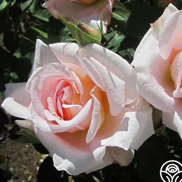 Heirloom Roses Desirée™