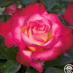 Heirloom Roses Dick Clark Best