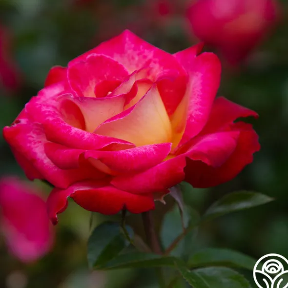 Heirloom Roses Dick Clark Best