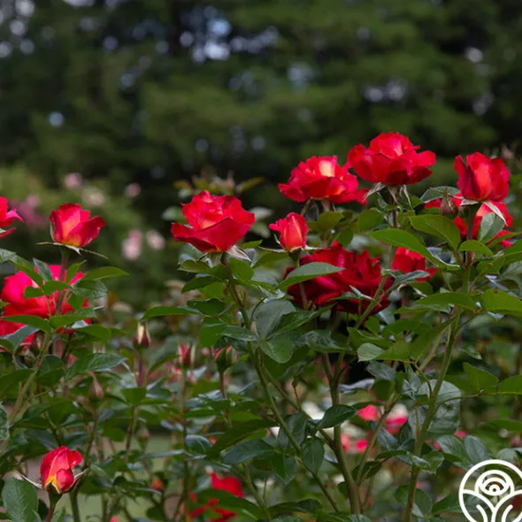 Heirloom Roses Dick Clark Best