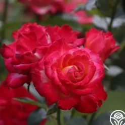Heirloom Roses Dick Clark Best