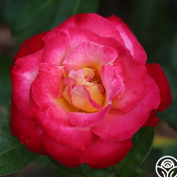 Heirloom Roses Dick Clark Best