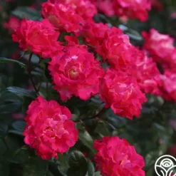 Heirloom Roses Dick Clark Best