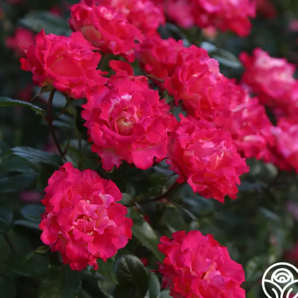 Heirloom Roses Dick Clark Best