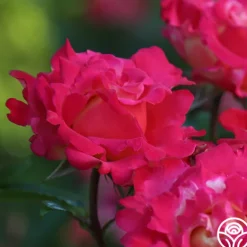 Heirloom Roses Dick Clark Best