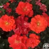 Heirloom Roses Disco Dancer® New