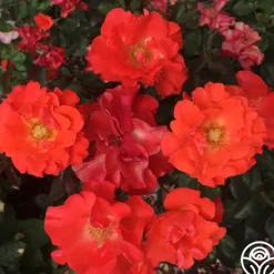 Heirloom Roses Disco Dancer® New