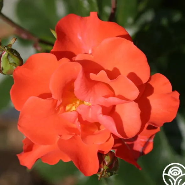 Heirloom Roses Disco Dancer® New