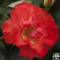 Heirloom Roses Disco Dancer® New