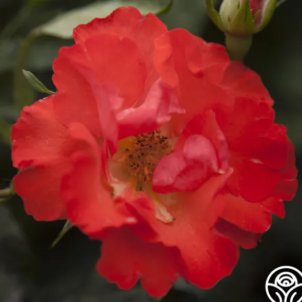 Heirloom Roses Disco Dancer® New
