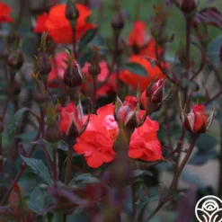Heirloom Roses Disco Dancer® New