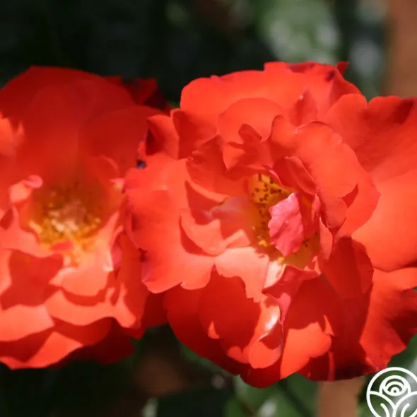Heirloom Roses Disco Dancer® New
