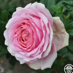 Heirloom Roses Discovery™ Online