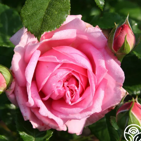 Heirloom Roses Discovery™ Online
