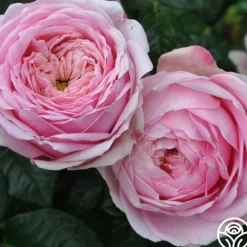 Heirloom Roses Discovery™ Online