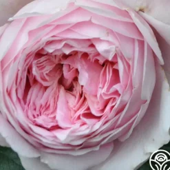 Heirloom Roses Discovery™ Online