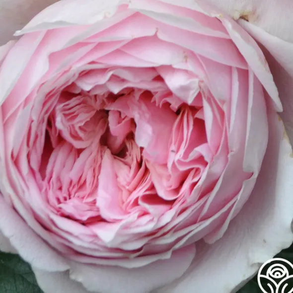 Heirloom Roses Discovery™ Online