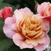 Heirloom Roses Distant Drums Best
