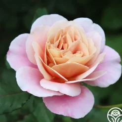 Heirloom Roses Distant Drums Best