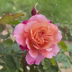 Heirloom Roses Distant Drums Best