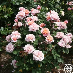 Heirloom Roses Distant Drums Best