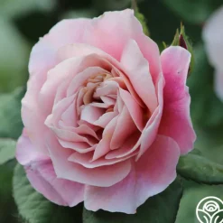 Heirloom Roses Distant Drums Best