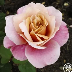 Heirloom Roses Distant Drums Best