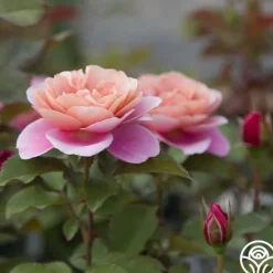 Heirloom Roses Distant Drums Best