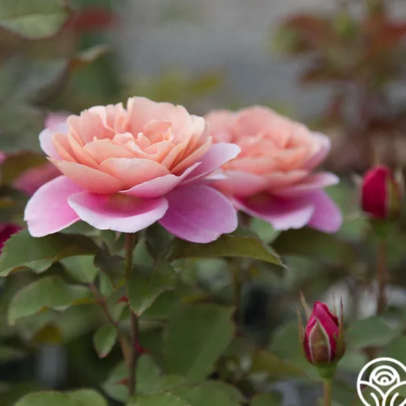 Heirloom Roses Distant Drums Best