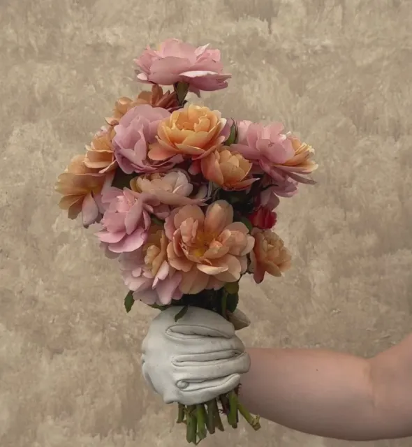 Heirloom Roses Distant Drums Best