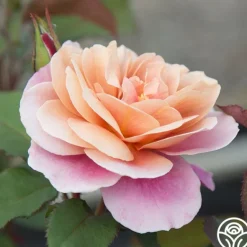 Heirloom Roses Distant Drums Best